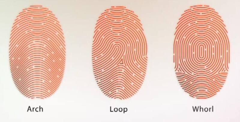Chủng vân tay Loop là gì?