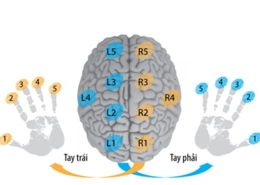 Mối liên kết giữa vân tay và não bộ 1