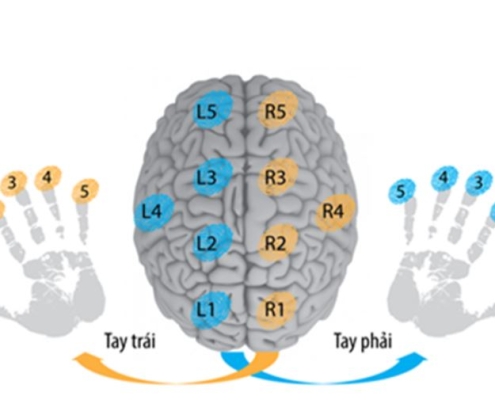 Mối liên kết giữa vân tay và não bộ 1