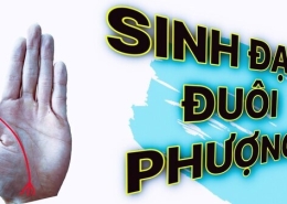Tìm Hiểu Cách Nhận Biết Và Ý Nghĩa Chỉ Tay Đuôi Phượng