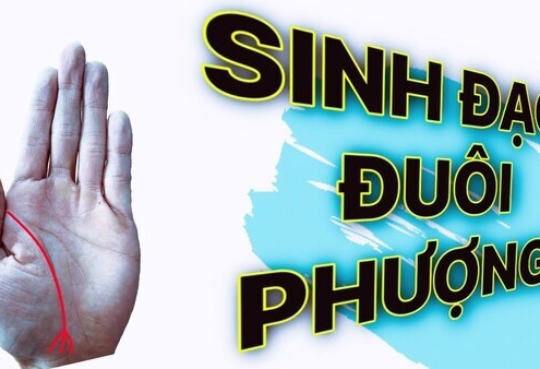 Tìm Hiểu Cách Nhận Biết Và Ý Nghĩa Chỉ Tay Đuôi Phượng