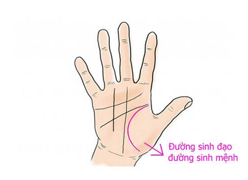 Xem Bói Chỉ Tay Đường Sinh Mệnh Hé Lộ Điều Gì?