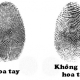 Hoa tay là gì? Ý nghĩa về tính cách, vận mệnh, tình duyên qua từng dấu hoa tay